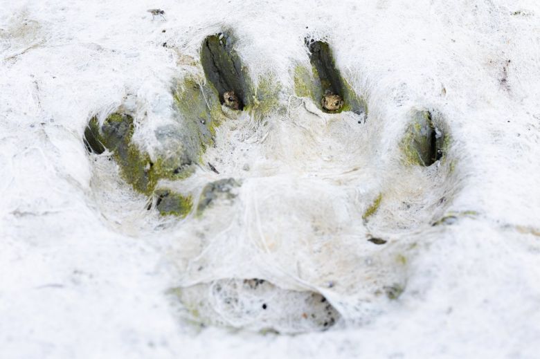 Impronta animal