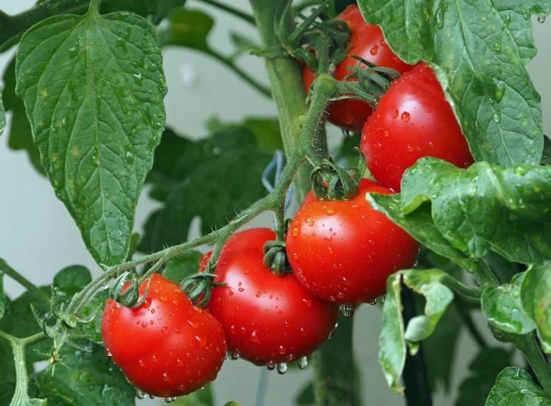 Especialistas trabajan en la recuperación del tomate con sabor y en volverlo más resistente