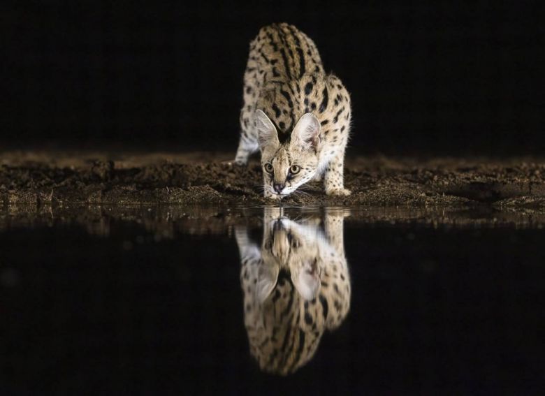 El reflejo de Narciso