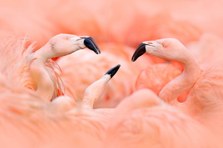 La vie en rose