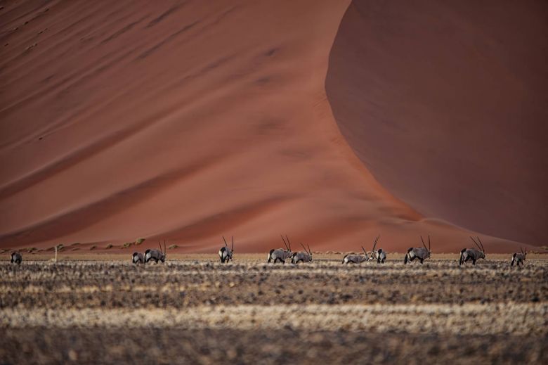 Los habitantes del desierto