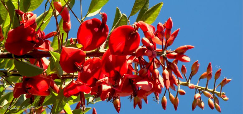 Día de la Flor Nacional: El Ceibo