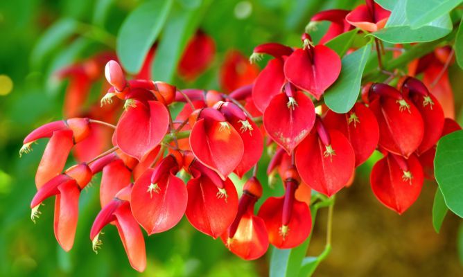 Día de la Flor Nacional: por qué se eligió el ceibo y qué leyendas circulan sobre su origen