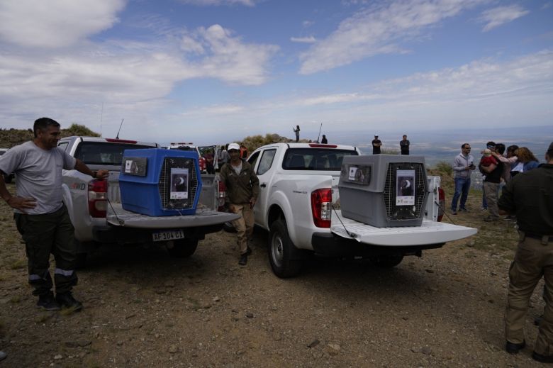 Los cóndores “Yñaca” y “Hiernen” fueron liberados en las Sierras de los Comechingones 