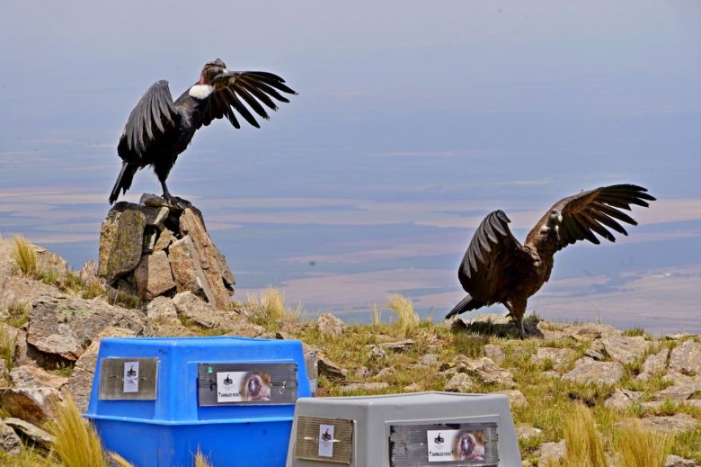 Los cóndores “Yñaca” y “Hiernen” fueron liberados en las Sierras de los Comechingones 