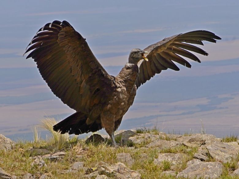 Los cóndores “Yñaca” y “Hiernen” fueron liberados en las Sierras de los Comechingones 