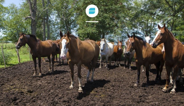El SENASA detectó encefalomielitis equina del oeste en la Argentina 
