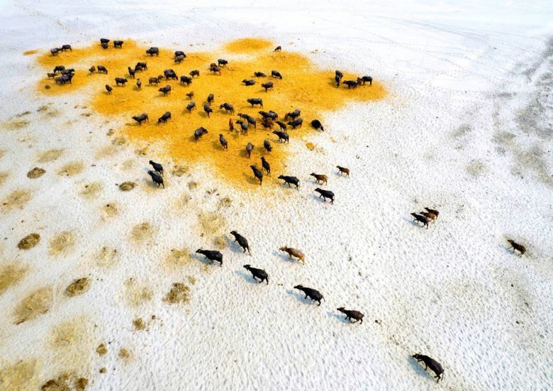 Survival Of Buffaloes In Drought 