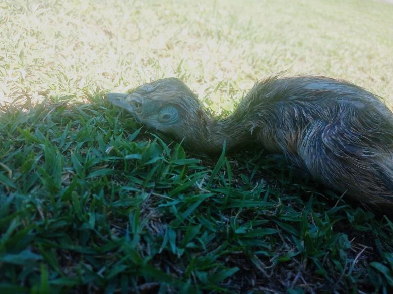 Abandonaron a 10 polluelos de ñandú en Villa Mercedes