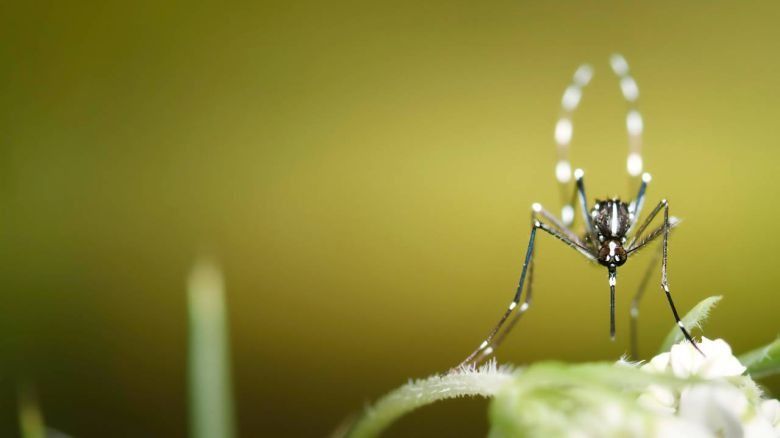 “La mayoría de las infecciones que se generan por este virus en los seres humanos son asintomáticas"