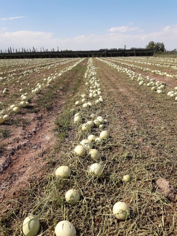 Cómo viven las familias de Mendoza donde “se producen los mejores melones del país”