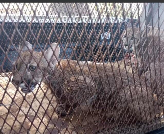 Rescataron dos pumas de una vivienda en Villa Mercedes 