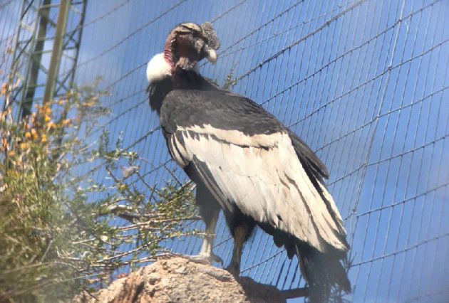 El cóndor andino recuperado en Sierra de las Quijadas se prepara para volver a surcar los cielos