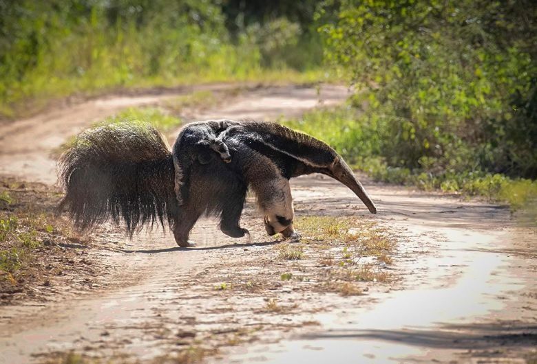 Un oso hormiguero sorprende a la Región de Ansenuza