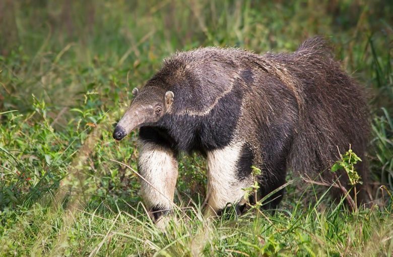 Un oso hormiguero sorprende a la Región de Ansenuza