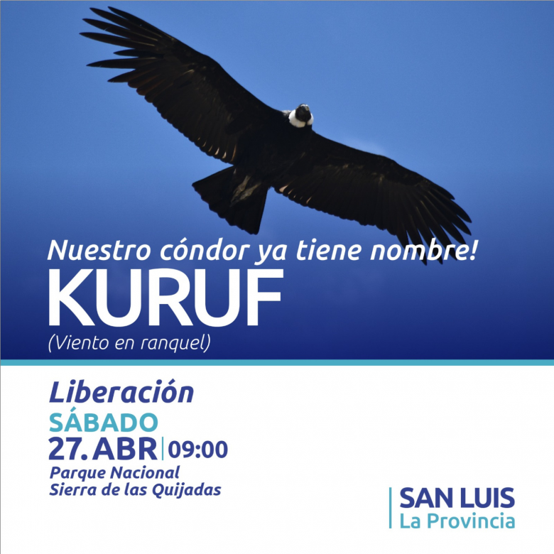 El cóndor recuperado volará libre como el ‘Kuruf’ (viento)