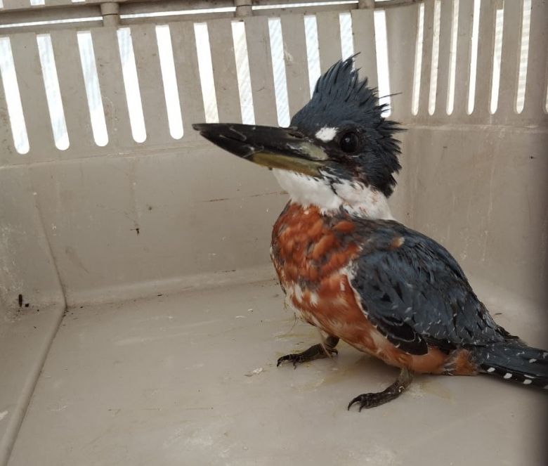Un martín pescador, un zorro gris y una gallareta fueron liberados en distintos puntos de la provincia
