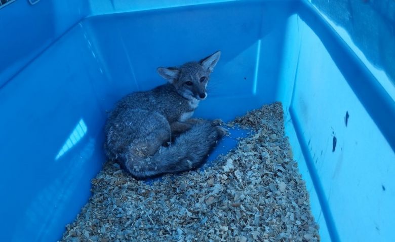 Un martín pescador, un zorro gris y una gallareta fueron liberados en distintos puntos de la provincia