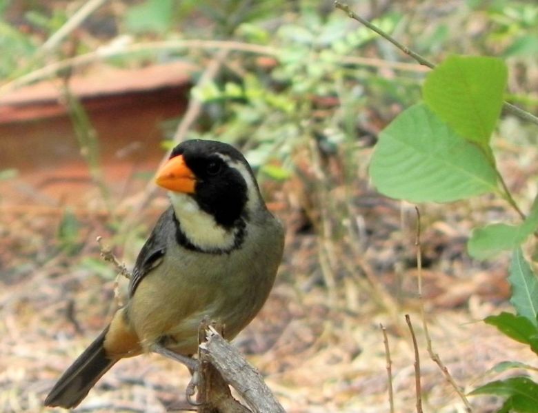 Recuperaron 16 aves que estaban en manos del tráfico ilegal