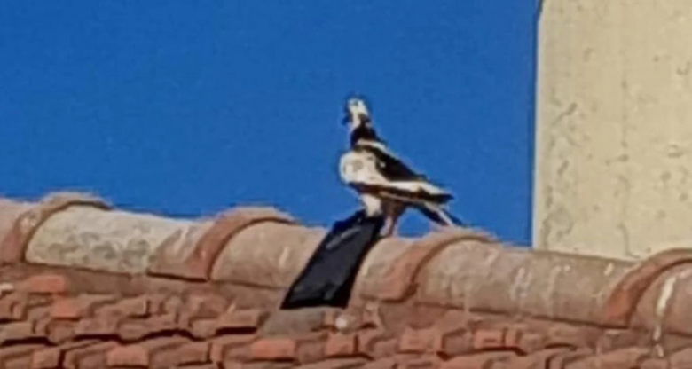 Fotografiaron a una paloma a punto de ingresar un teléfono a la Cárcel de Coronda