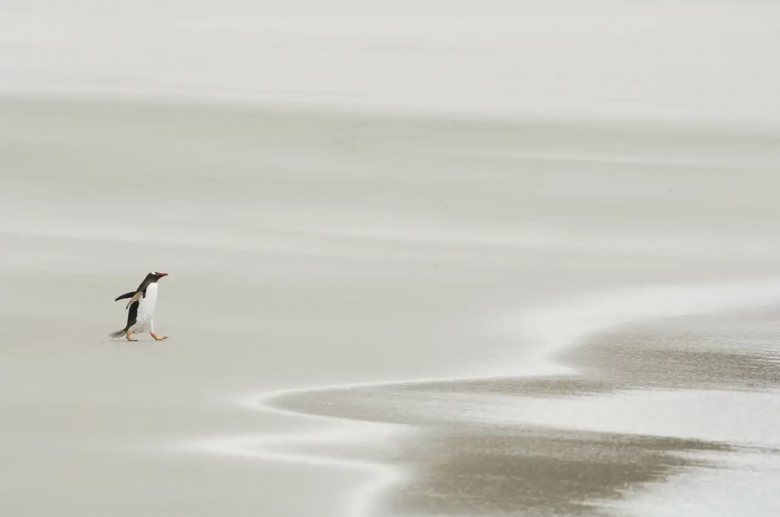 Pingüinos isleños