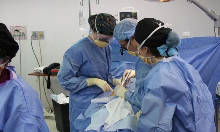 Día del Médico: “Sanar a veces, aliviar siempre”