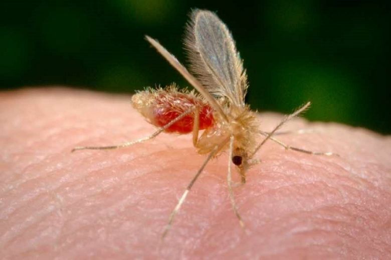 Casos de Lehimaniasis: "Es una de las más de 600 variedades de mosquito"