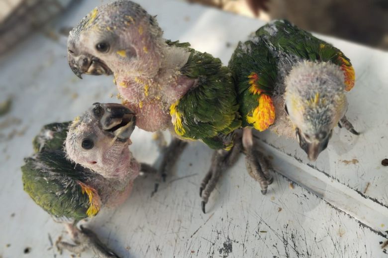 Ingresaron tres loros habladores del Amazonas al Centro de Conservación de Vida Silvestre