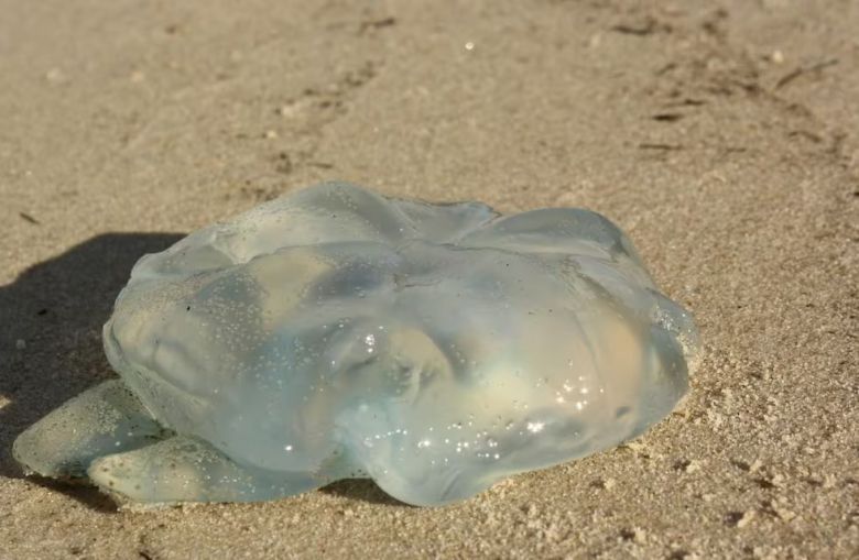Aumentaron los ataques de aguas vivas en las playas de Santa Catarina