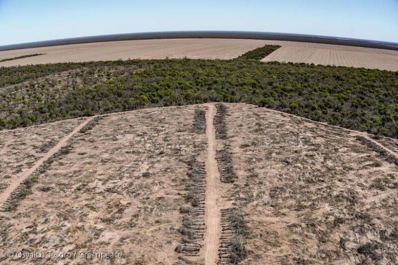 Se perdieron 150 mil hectáreas de bosques en el norte argentino en 2024