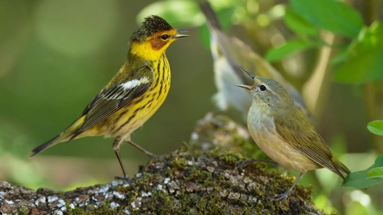 ¿Es cierto que las aves migratorias se relacionan con otras especies?