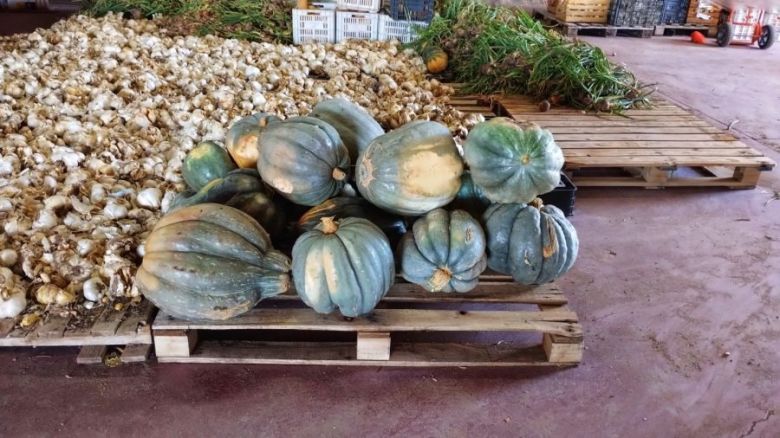 Los zapallos de la variedad ‘Plomo’ rindieron 14 kilos en promedio en la cosecha de Sol Puntano