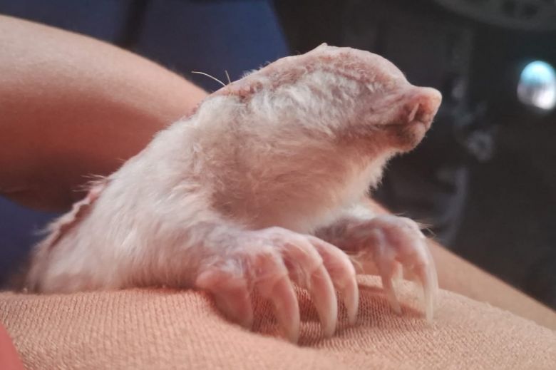 San Luis: Rescataron y reinsertaron a su hábitat natural a un ejemplar de pichiciego