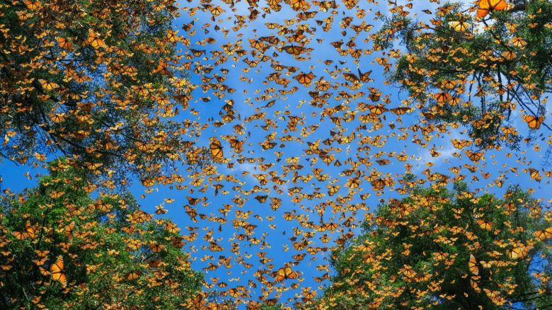 Mariposas al vuelo