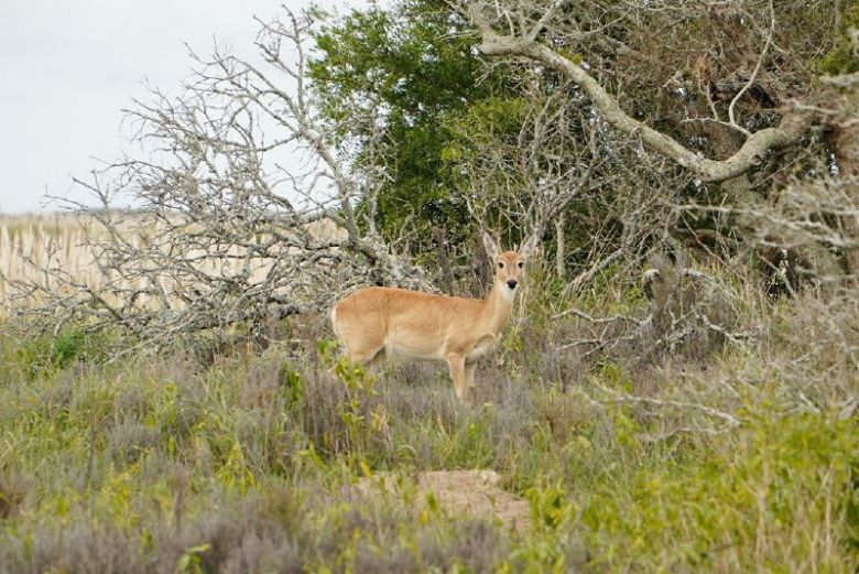 Alumnos puntanos proponen proteger al Puma y al Venado de las Pampas