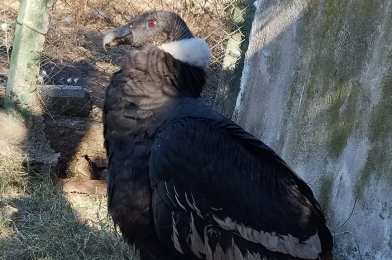 Cóndor Andino rescatado en Luján se recupera en La Florida