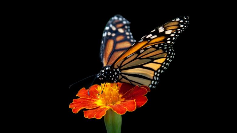 Mariposas