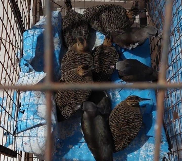  Villa Mercedes: la Policía rescató más de 140 animales en cautiverio