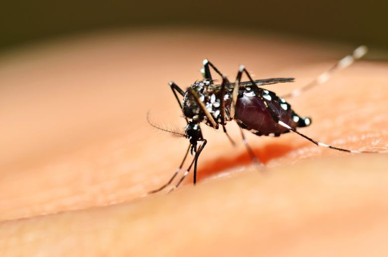 "El pico de casos de dengue se dará las primeras semanas de abril"